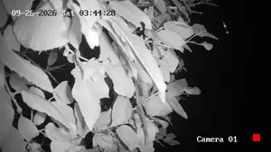 Caméra IP - BE