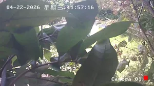 Caméra IP - CN