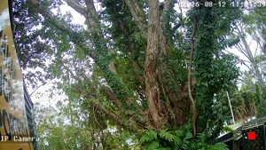 Caméra IP - NZ