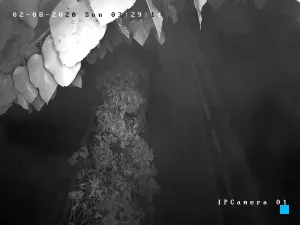 Caméra IP - IT