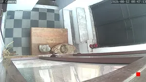 Caméra IP - IT