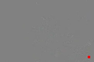 Caméra IP - IT