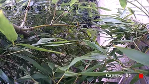 Caméra IP - CN