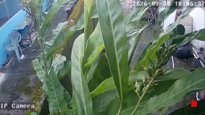 Caméra IP - TH