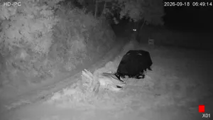 Caméra IP - ALL