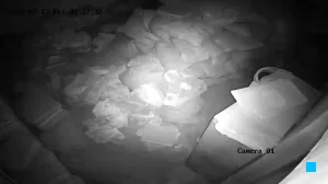 Caméra IP - PK