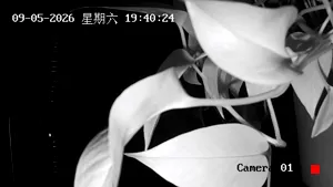 Caméra IP - CN