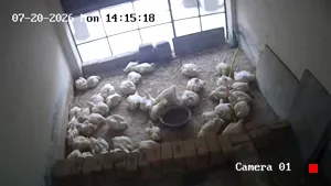Caméra IP - PK