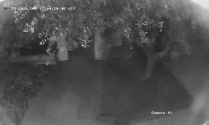 Caméra IP - IT