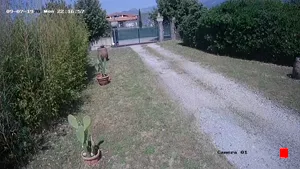 Caméra IP - IT