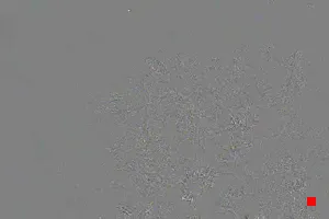 Caméra IP - IT