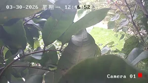 Caméra IP - CN