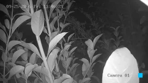 Caméra IP - IL