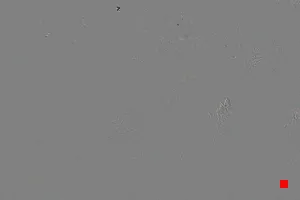 Caméra IP - IT