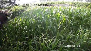 Caméra IP - CN