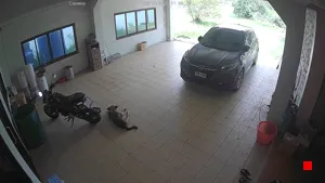 Caméra IP - TH