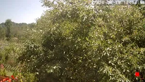 Caméra IP - RO