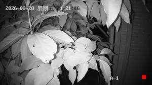 Caméra IP - JP
